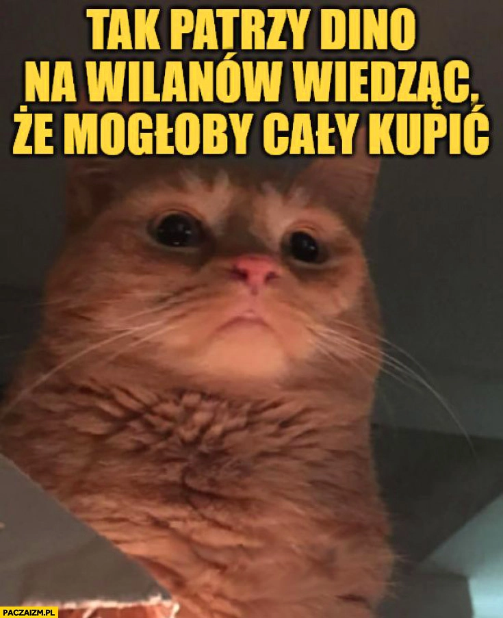 
    Tak patrzy Dino na Wilanów wiedząc, że mogłoby cały kupić