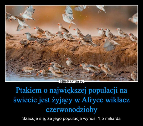 
    Ptakiem o największej populacji na świecie jest żyjący w Afryce wikłacz czerwonodzioby