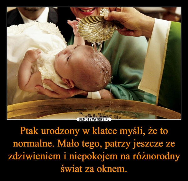 
    
Ptak urodzony w klatce myśli, że to normalne. Mało tego, patrzy jeszcze ze zdziwieniem i niepokojem na różnorodny świat za oknem. 