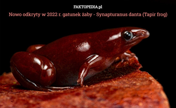 
    Nowo odkryty w 2022 r. gatunek żaby - Synapturanus danta (Tapir frog)