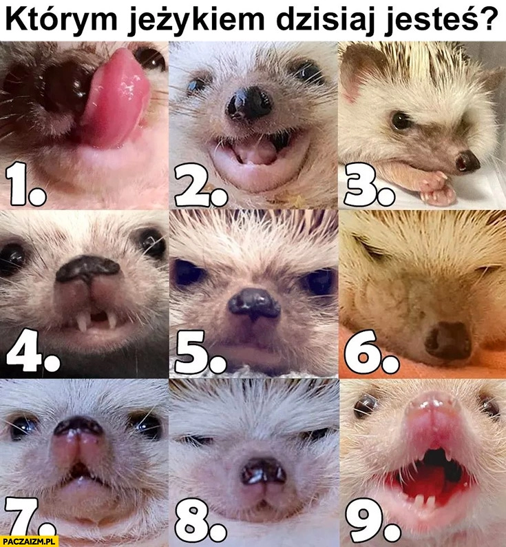 Którym jeżykiem dzisiaj jesteś od 1 do 9