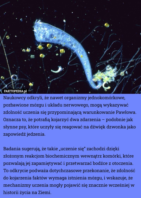 
    Naukowcy odkryli, że nawet organizmy jednokomórkowe, pozbawione mózgu i