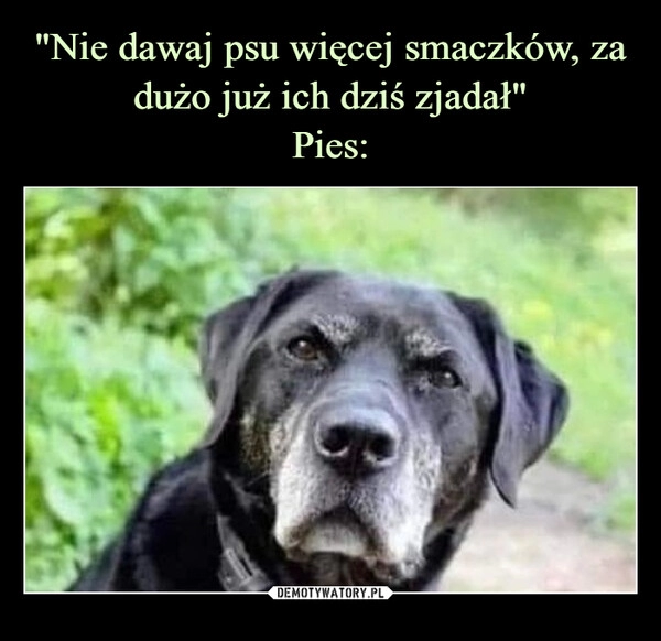 
    "Nie dawaj psu więcej smaczków, za dużo już ich dziś zjadał"
Pies: