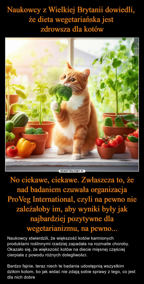 
    Naukowcy z Wielkiej Brytanii dowiedli, 
że dieta wegetariańska jest 
zdrowsza dla kotów No ciekawe, ciekawe. Zwłaszcza to, że nad badaniem czuwała organizacja ProVeg International, czyli na pewno nie zależałoby im, aby wyniki były jak najbardziej pozytywne dla wegetarianizmu, na pewno...