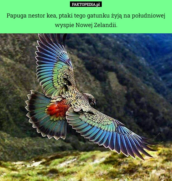 
    Papuga nestor kea, ptaki tego gatunku żyją na południowej
wyspie Nowej Zelandii.