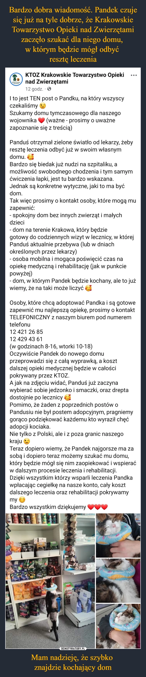 
    Bardzo dobra wiadomość. Pandek czuje się już na tyle dobrze, że Krakowskie Towarzystwo Opieki nad Zwierzętami zaczęło szukać dla niego domu, 
w którym będzie mógł odbyć 
resztę leczenia Mam nadzieję, że szybko 
znajdzie kochający dom