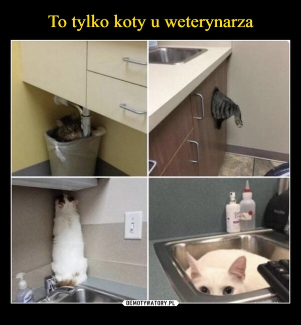 
    To tylko koty u weterynarza