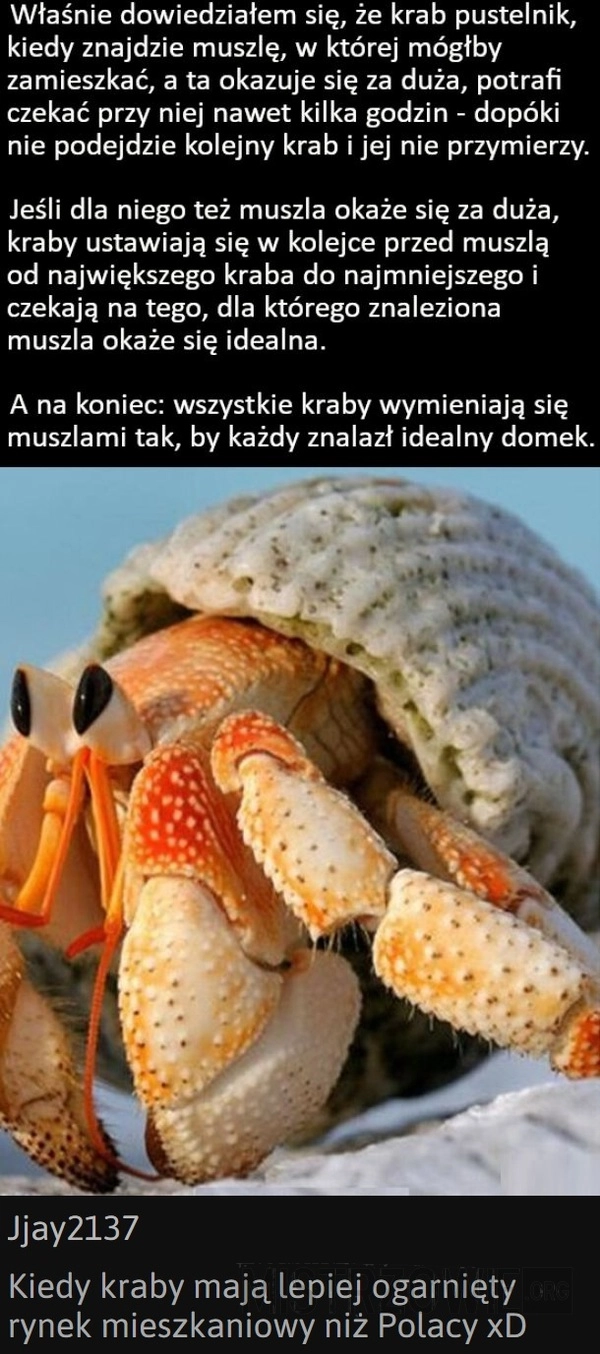 
    Krab