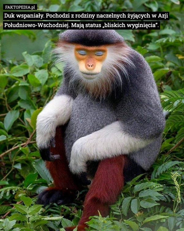 
    Duk wspaniały. Pochodzi z rodziny naczelnych żyjących w Azji Południowo-Wschodniej.