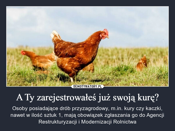 
    A Ty zarejestrowałeś już swoją kurę?