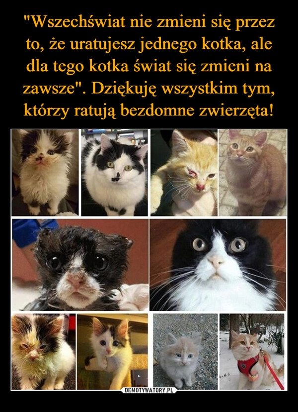 
    "Wszechświat nie zmieni się przez to, że uratujesz jednego kotka, ale dla tego kotka świat się zmieni na zawsze". Dziękuję wszystkim tym, którzy ratują bezdomne zwierzęta!