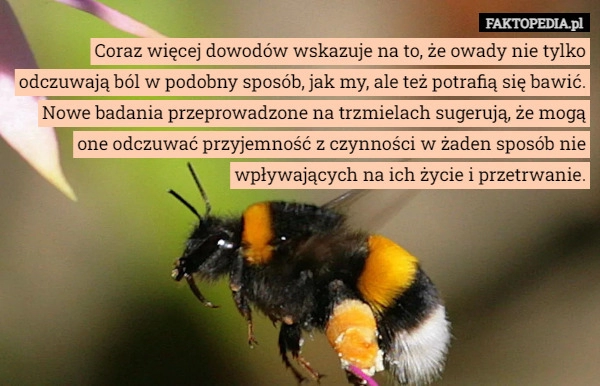 
    Coraz więcej dowodów wskazuje na to, że owady nie tylko odczuwają ból w