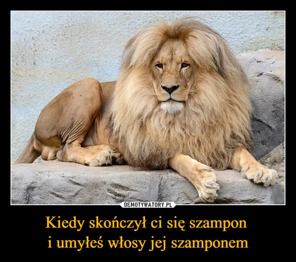 
    Kiedy skończył ci się szampon 
i umyłeś włosy jej szamponem