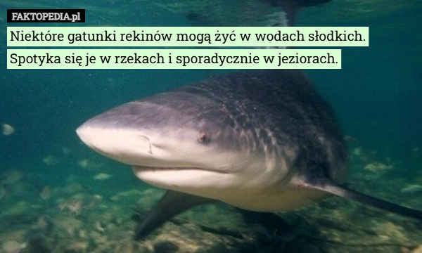 
    Niektóre gatunki rekinów mogą żyć w wodach słodkich. Spotyka się je w rzekach