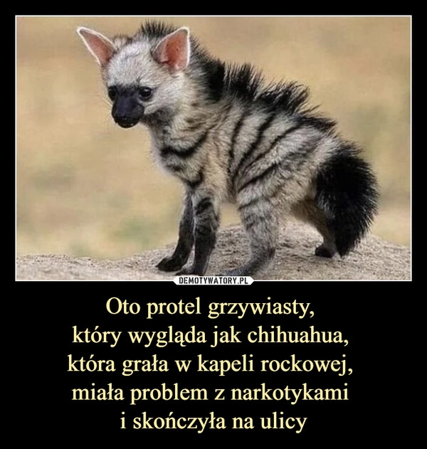 
    Oto protel grzywiasty, 
który wygląda jak chihuahua, 
która grała w kapeli rockowej, 
miała problem z narkotykami 
i skończyła na ulicy