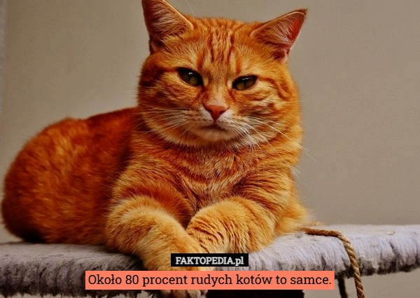 
    Około 80 procent rudych kotów to samce.