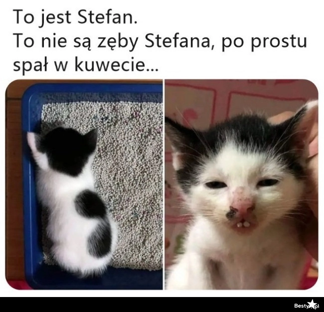 
    Kot Stefan 