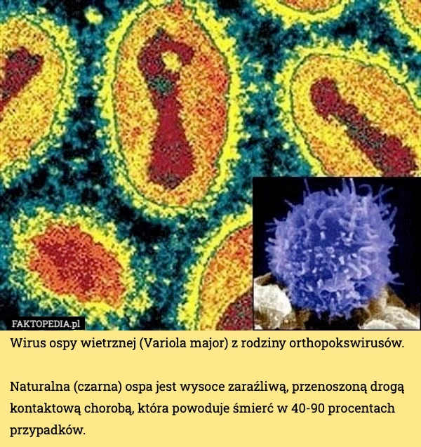 
    Wirus ospy wietrznej (Variola major) z rodziny orthopokswirusów.

Naturalna