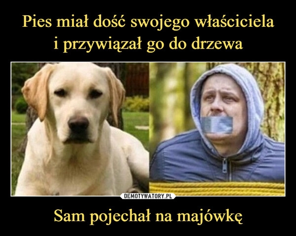 
    Pies miał dość swojego właściciela
i przywiązał go do drzewa Sam pojechał na majówkę