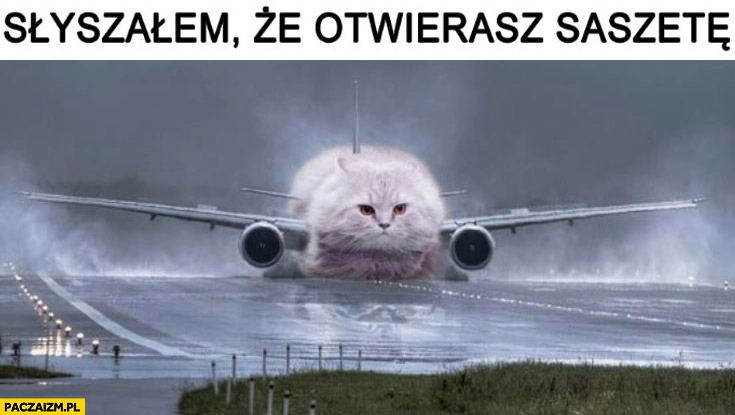 
    Kot słyszałem, że otwierasz saszetę samolot ląduje przeróbka