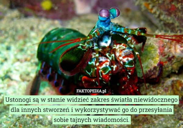 
    
			Ustonogi są w stanie widzieć zakres światła niewidocznego dla innych stworzeń...					