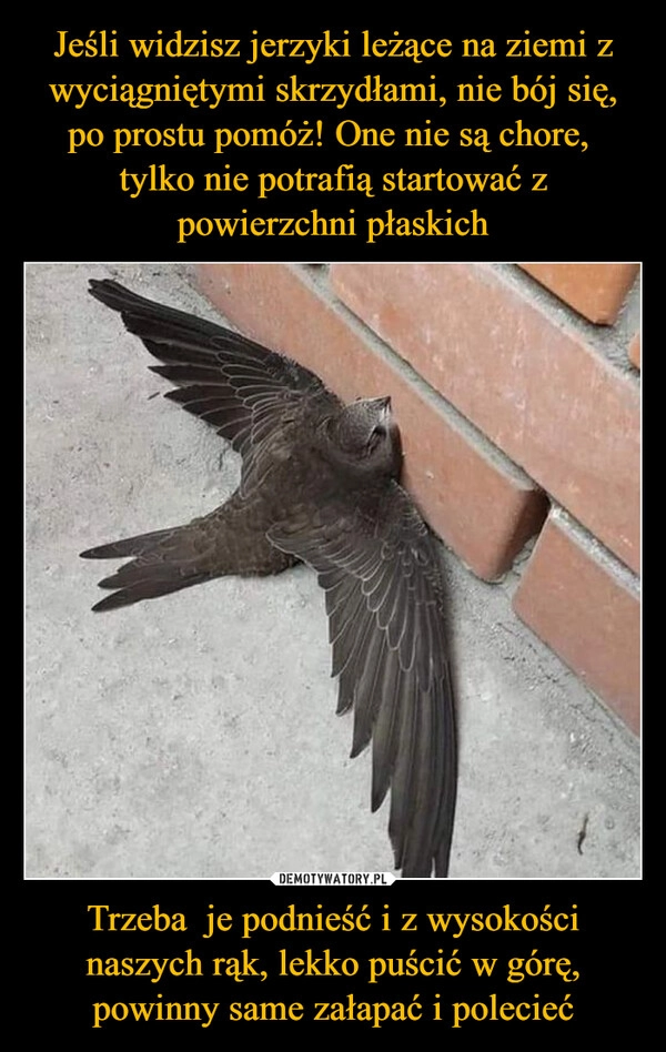 
    Jeśli widzisz jerzyki leżące na ziemi z wyciągniętymi skrzydłami, nie bój się, po prostu pomóż! One nie są chore, 
tylko nie potrafią startować z powierzchni płaskich Trzeba  je podnieść i z wysokości naszych rąk, lekko puścić w górę, powinny same załapać i polecieć