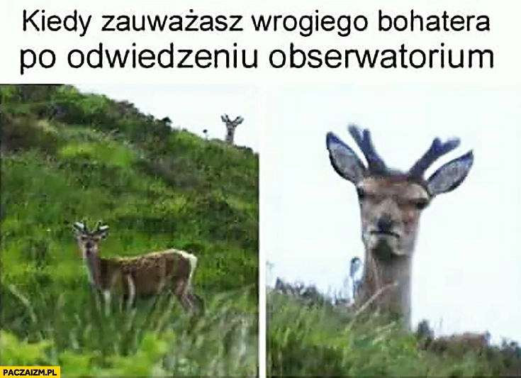 Kiedy zauważysz wrogiego bohatera po odwiedzeniu obserwatorium Heroes of Might and Magic łoś łosie jeleń jelenie