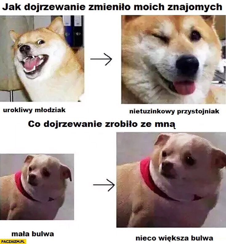 
    Jak dojrzewanie zmieniło mnie vs moich znajomych psy mała bulwa, nieco większa bulwa