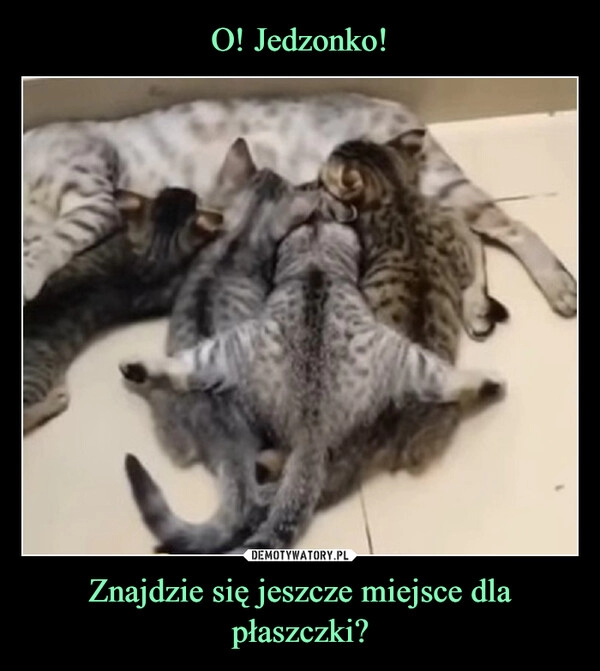 
    O! Jedzonko! Znajdzie się jeszcze miejsce dla płaszczki?