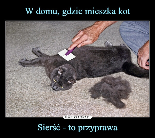 
    W domu, gdzie mieszka kot Sierść - to przyprawa