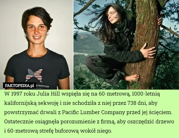 
    W 1997 roku Julia Hill wspięła się na 60-metrową, 1000-letnią kalifornijską