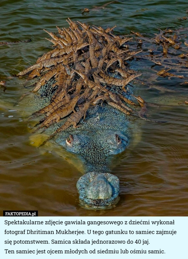 
    Spektakularne zdjęcie gawiala gangesowego z dziećmi wykonał fotograf Dhritiman...