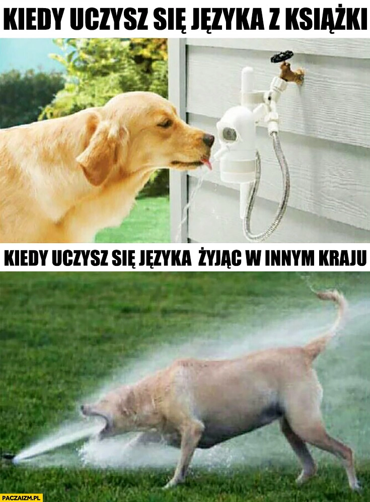 Kiedy uczysz się języka z książki pies pije wodę, kiedy uczysz się języka żyjąc w innym kraju woda ze szlaucha