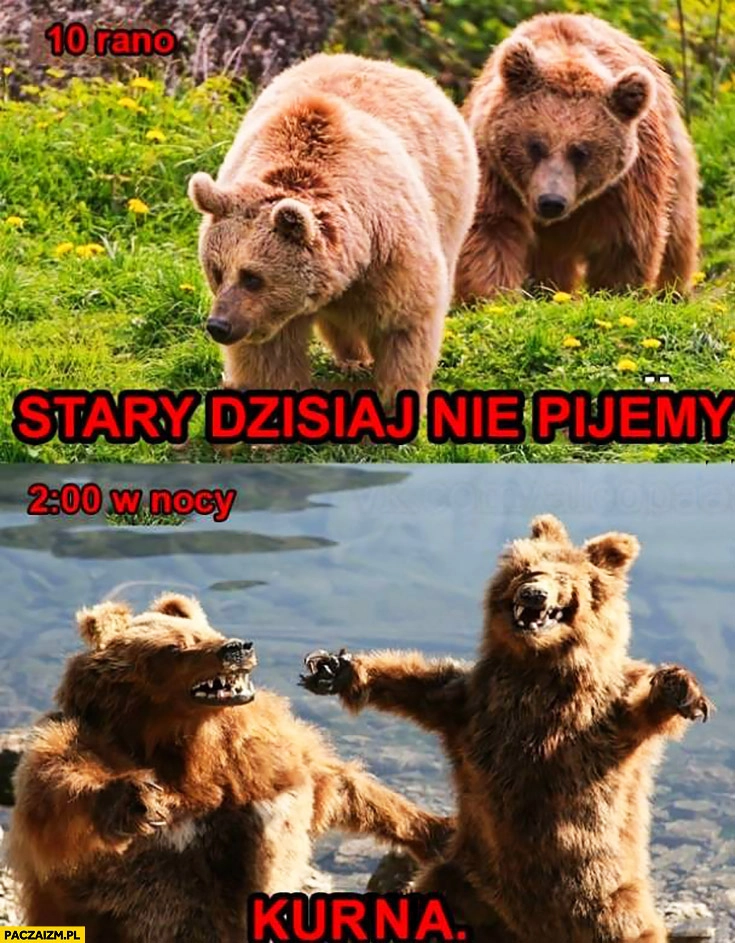 
    Niedźwiedzie stary dziś nie pijemy, o 2 w nocy kurna znowu