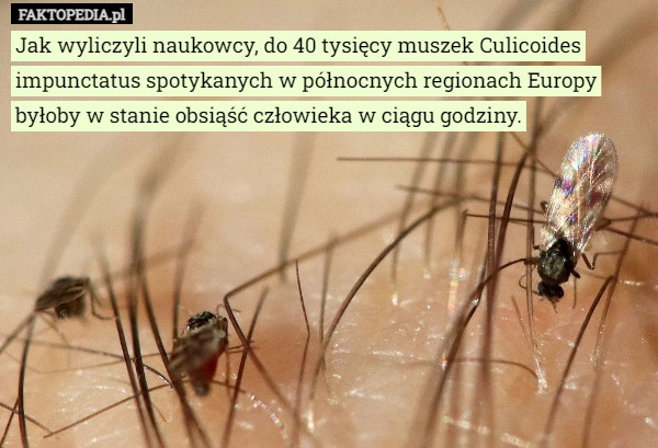 
    Jak wyliczyli naukowcy, do 40 tysięcy muszek Culicoides impunctatus spotykanych