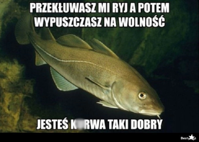 
    "Łowię, ale wypuszczam"