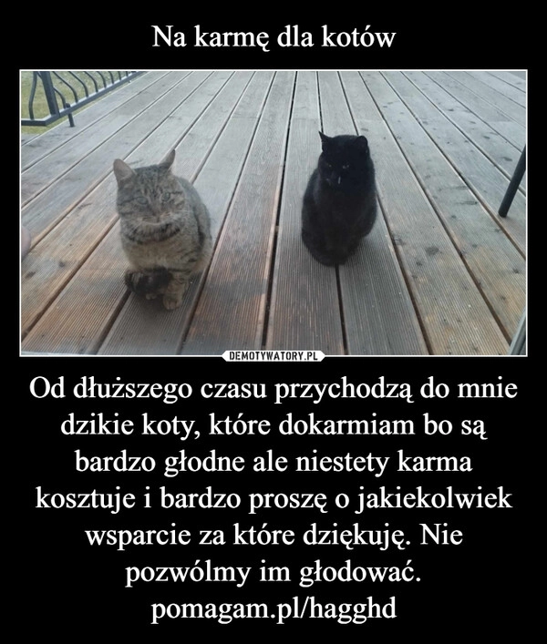 
    Na karmę dla kotów Od dłuższego czasu przychodzą do mnie dzikie koty, które dokarmiam bo są bardzo głodne ale niestety karma kosztuje i bardzo proszę o jakiekolwiek wsparcie za które dziękuję. Nie pozwólmy im głodować.
pomagam.pl/hagghd