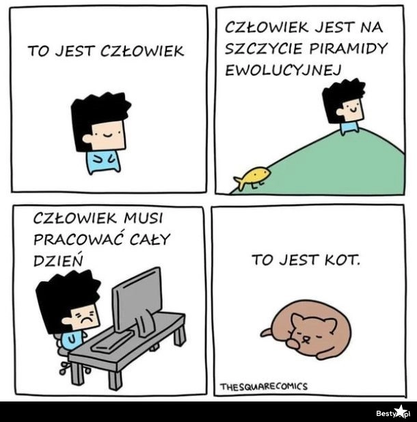 
    Człowiek vs. Kot 