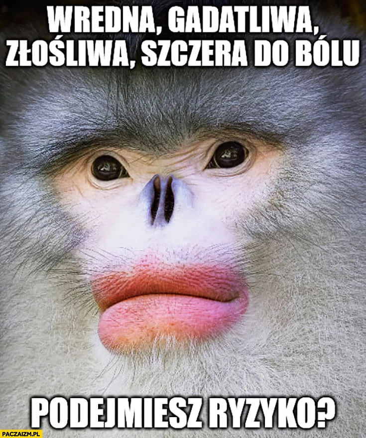 
    Wredna, gadatliwa, złośliwa, szczera do bólu, podejmiesz ryzyko? Małpa