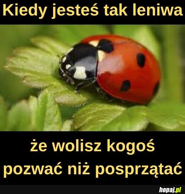 
    Ciekawe, o kim mowa.