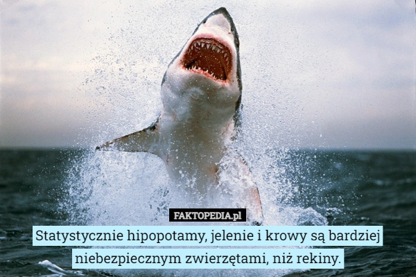 
    Statystycznie hipopotamy, jelenie i krowy są bardziej niebezpiecznym zwierzętami,