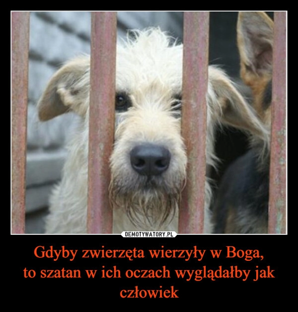 
    Gdyby zwierzęta wierzyły w Boga,
to szatan w ich oczach wyglądałby jak człowiek