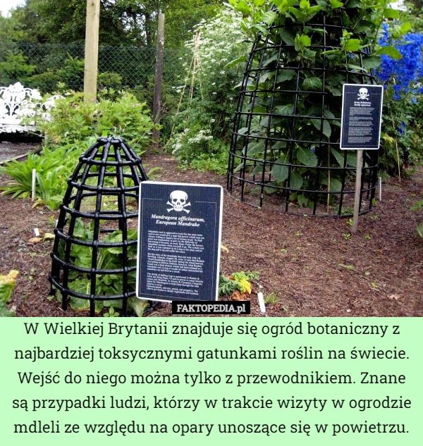 
    W Wielkiej Brytanii znajduje się ogród botaniczny z najbardziej toksycznymi