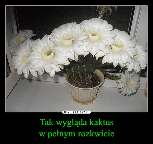 
    Tak wygląda kaktus
w pełnym rozkwicie