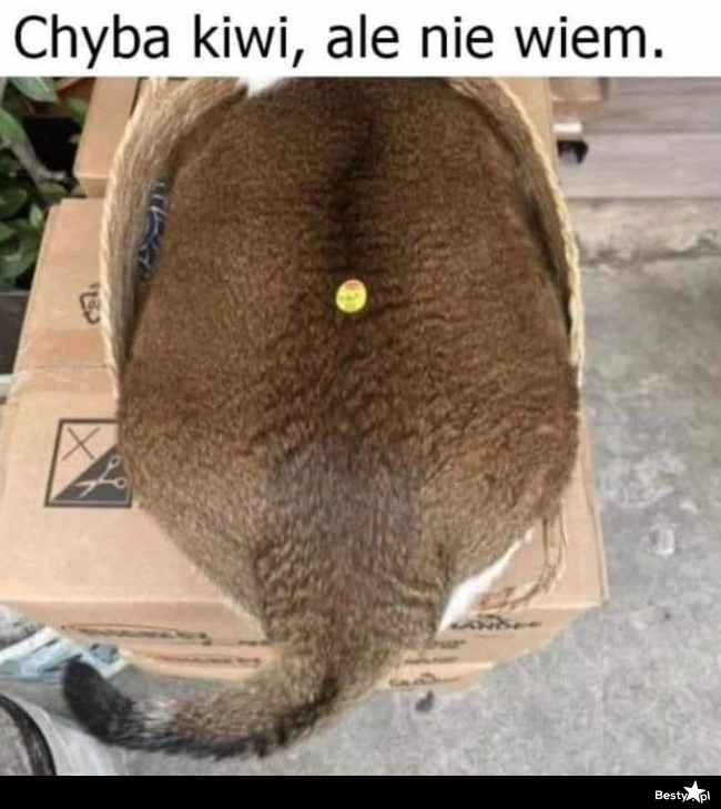 
    Chyba kiwi 