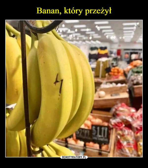 
    Banan, który przeżył