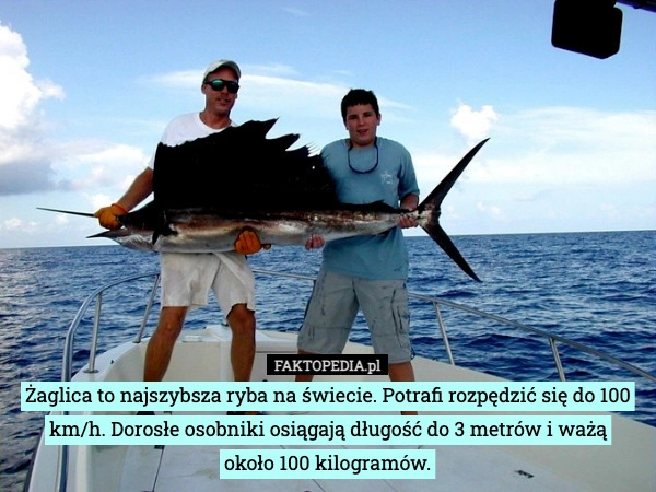 
    Żaglica to najszybsza ryba na świecie. Potrafi rozpędzić się do 100 km/h.