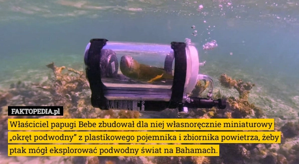 
    Właściciel papugi Bebe zbudował dla niej własnoręcznie miniaturowy „okręt