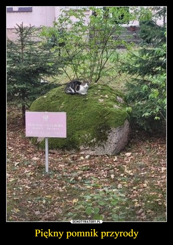 
    Piękny pomnik przyrody