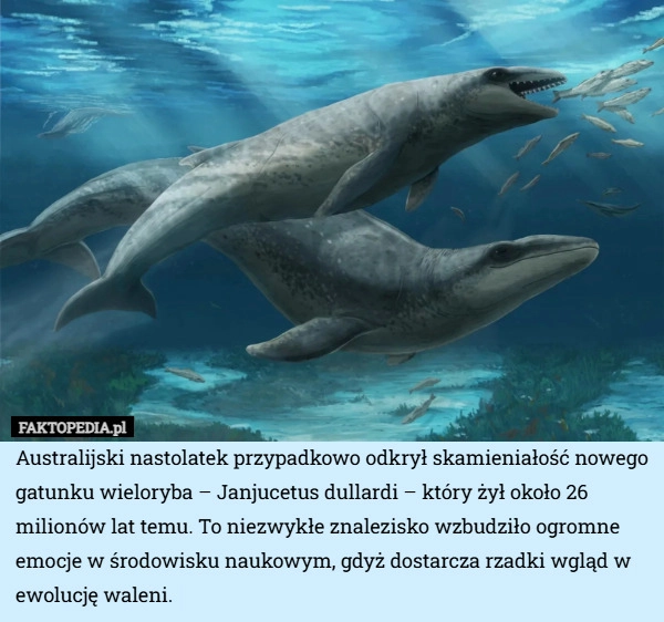 
    Australijski nastolatek przypadkowo odkrył skamieniałość nowego gatunku